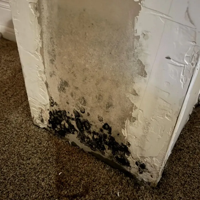 Professional Mold Removal in Saline County, MO
